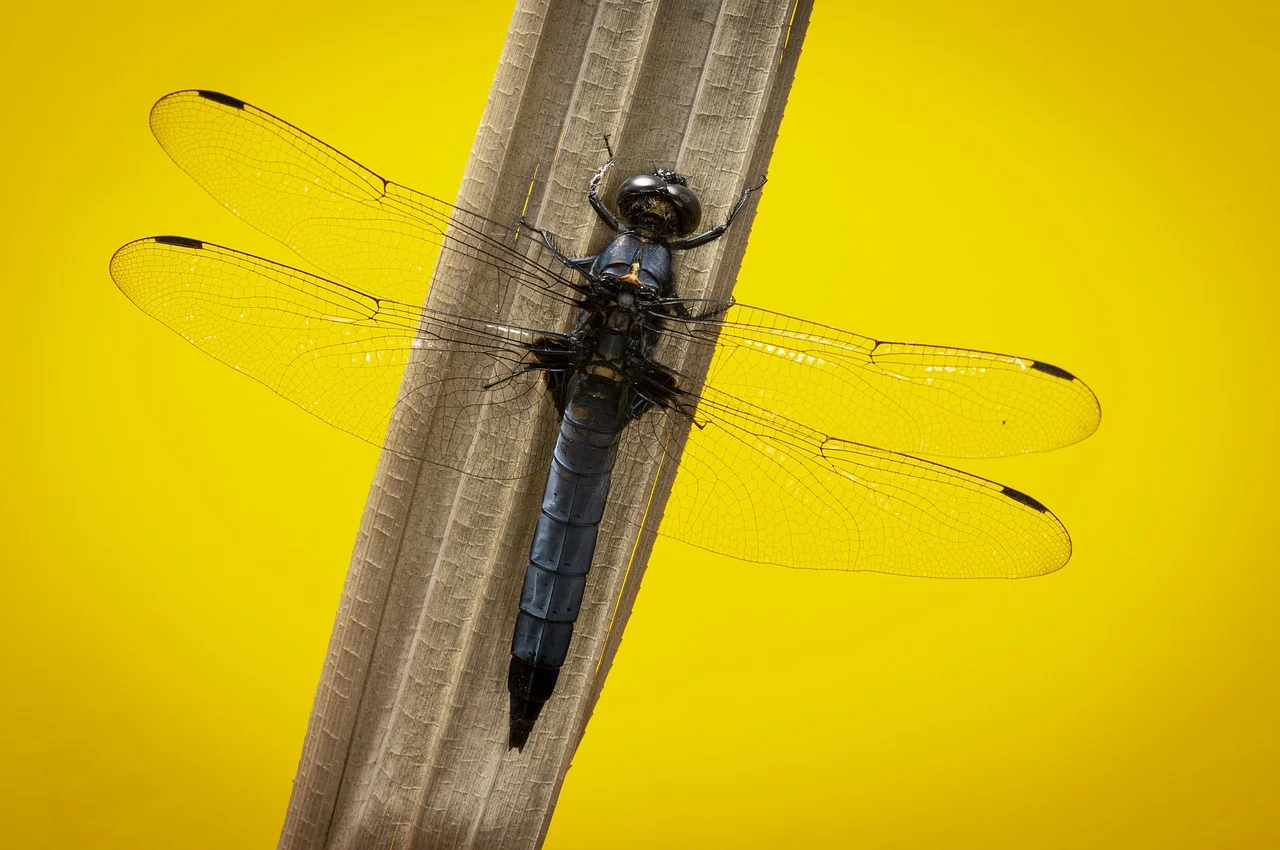 dragonfly in the garden