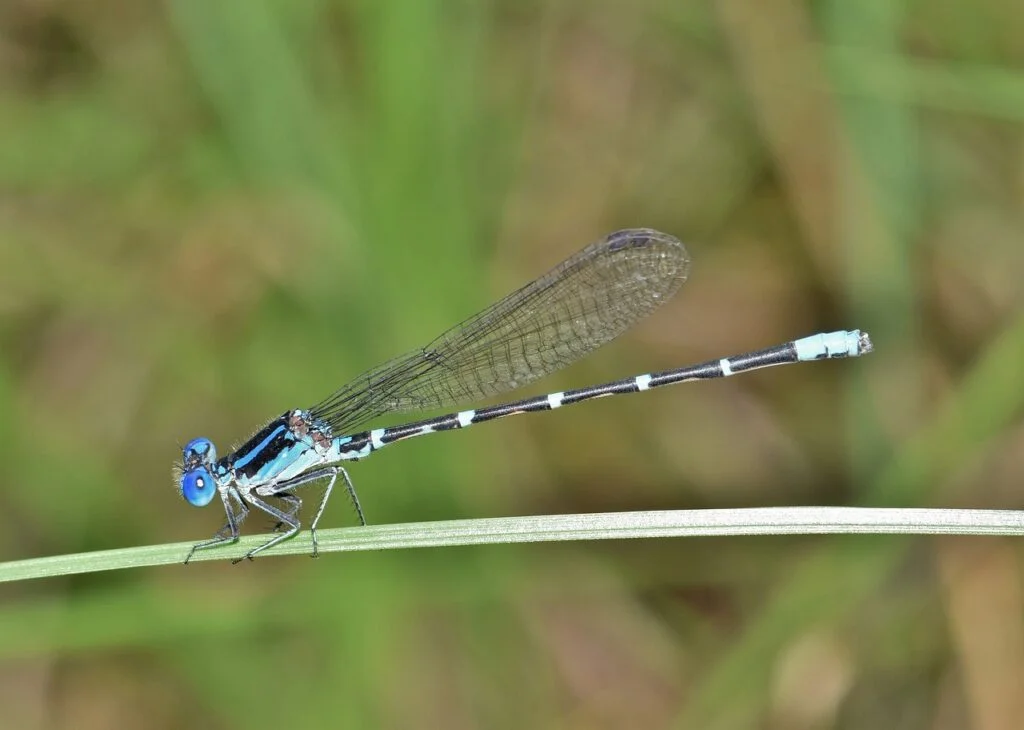 damselfly, familiar bluet, bluet-1629690.jpg