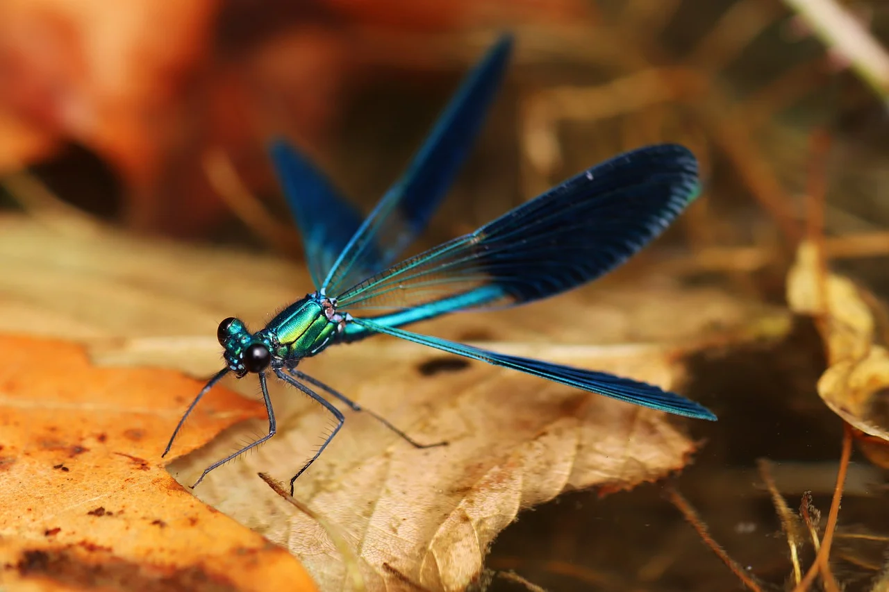 blue dragonfly, nature, leaves-7975259.jpg