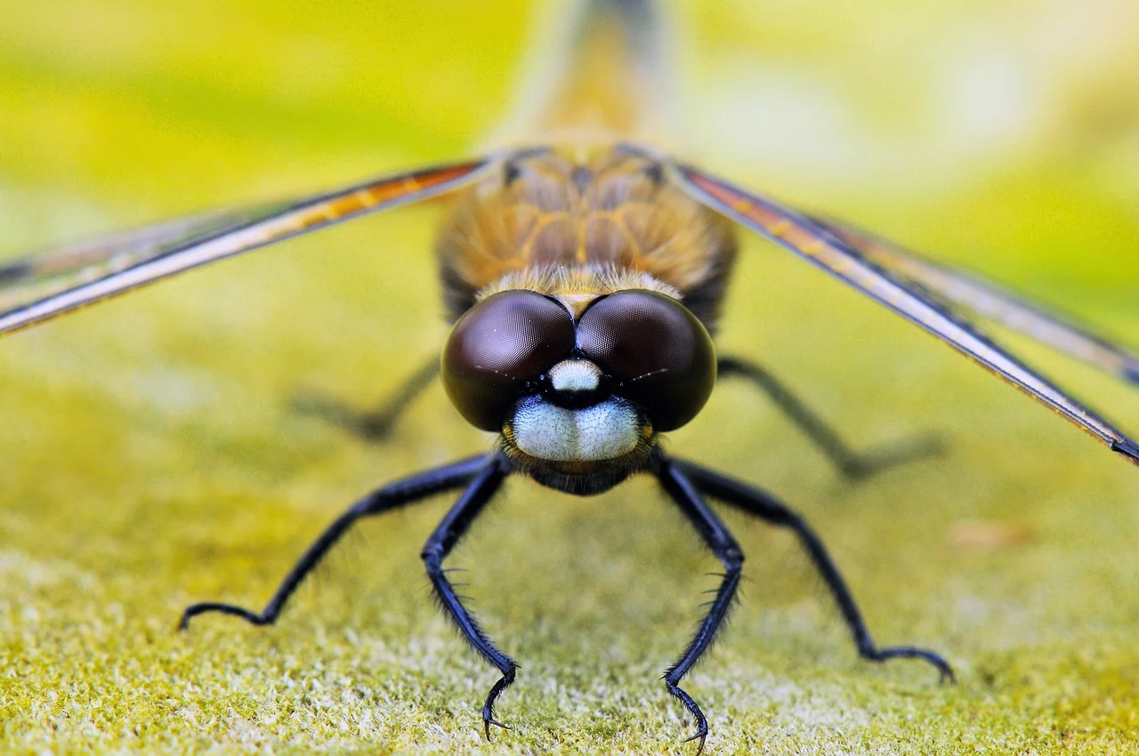 four-spot dragonfly, dragonfly eyes