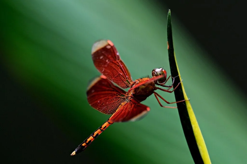 red dragonfly, dragonfly, insect-7021985.jpg