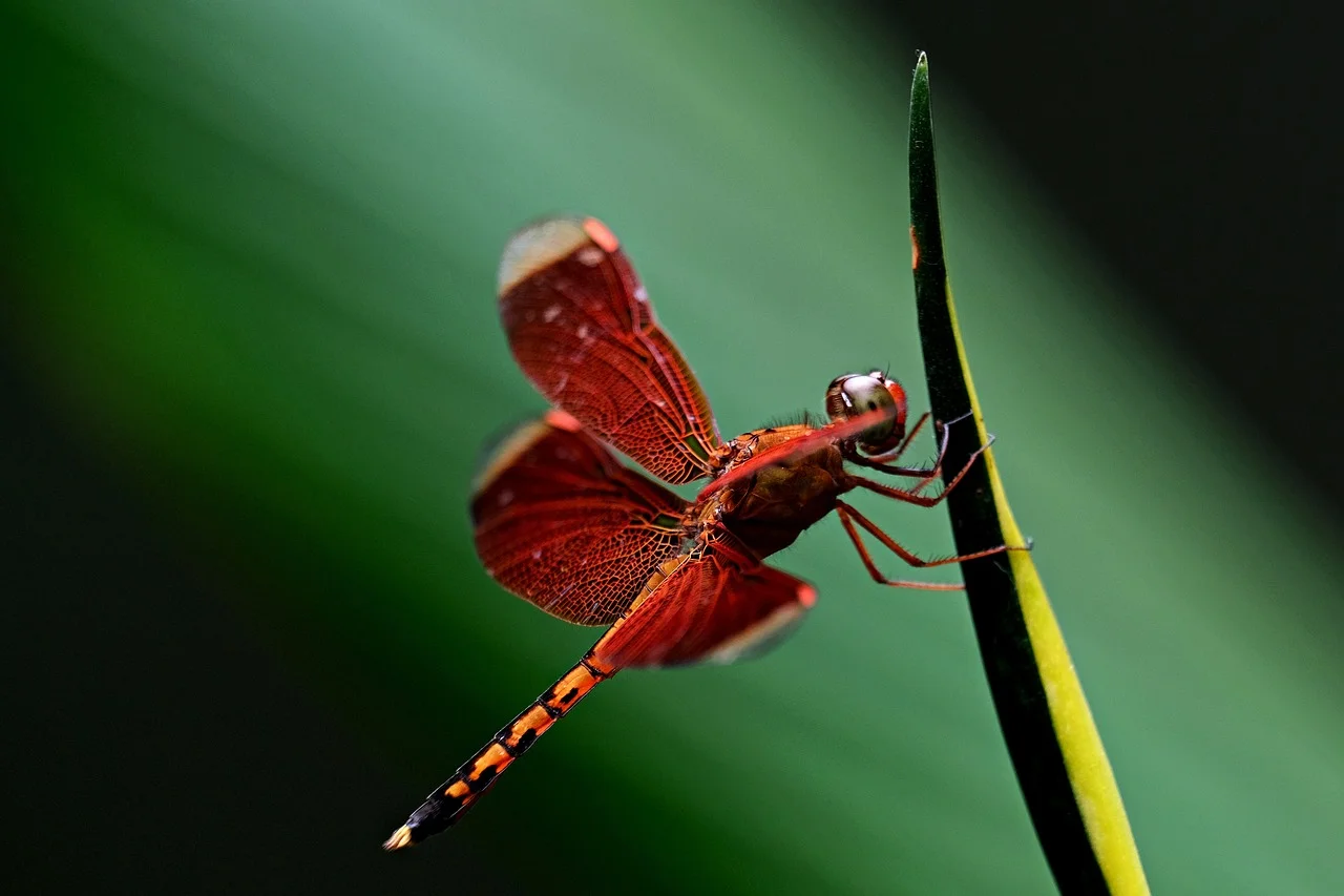 red dragonfly, dragonfly, insect-7021985.jpg
