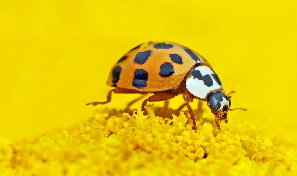 asian lady beetle, insect, flower-1324398.jpg