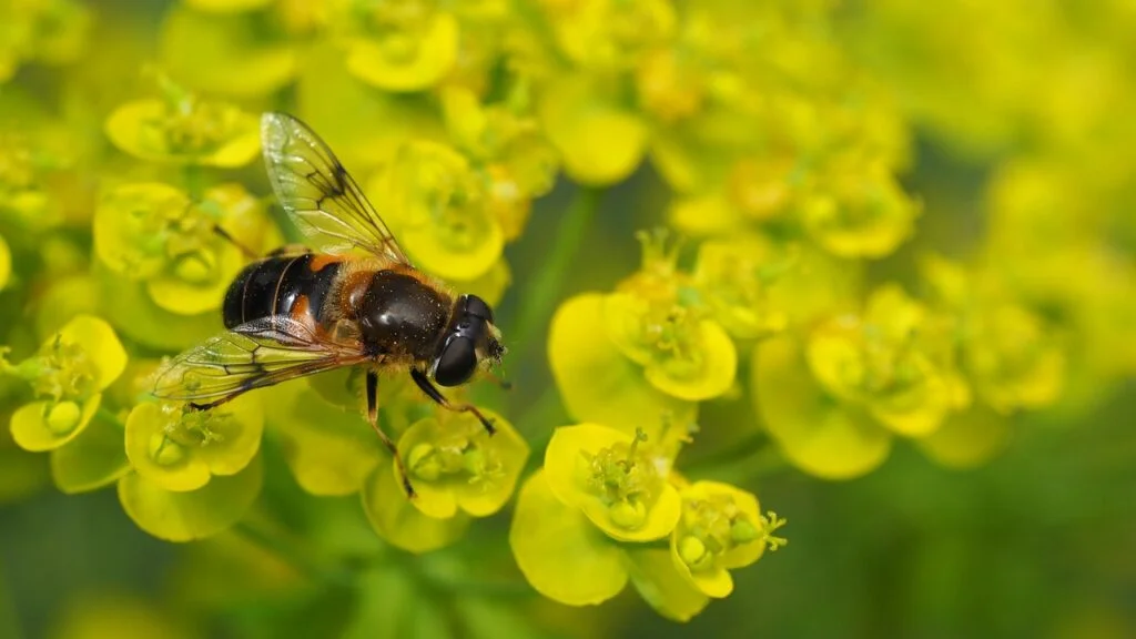 bee, bumble-bee, sedum-3074594.jpg