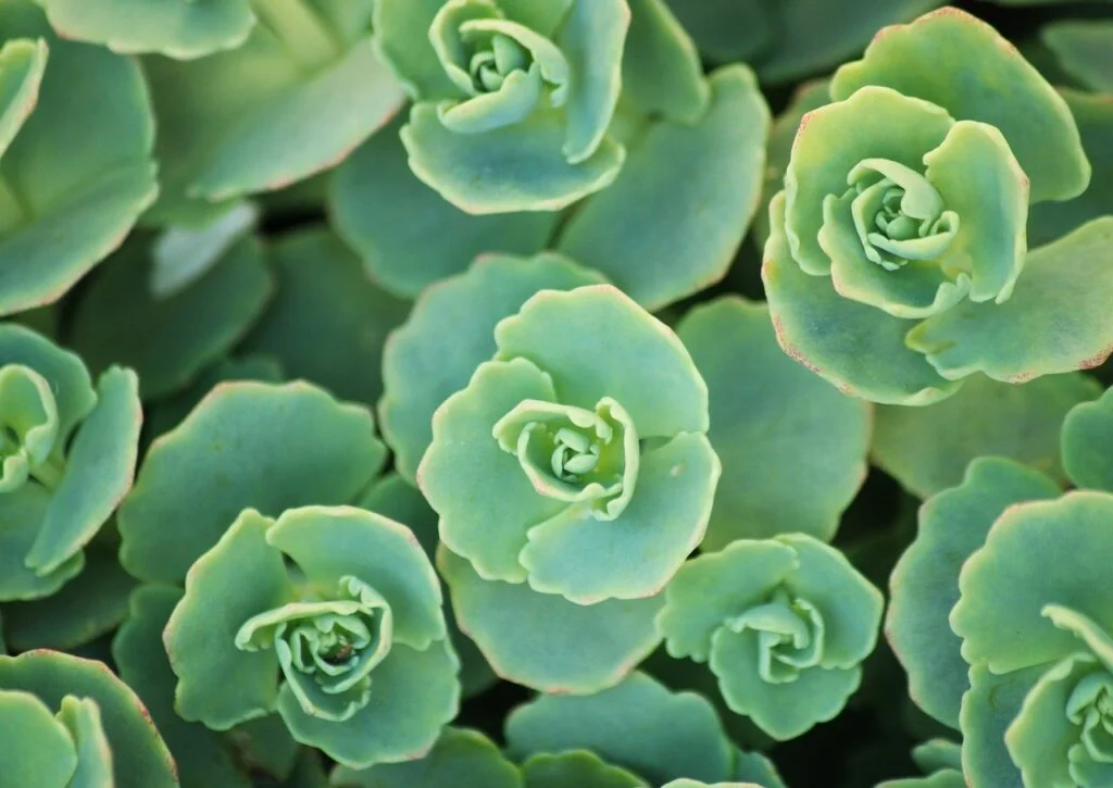 fat chicken, plant, thick-leaf plant-737409.jpg