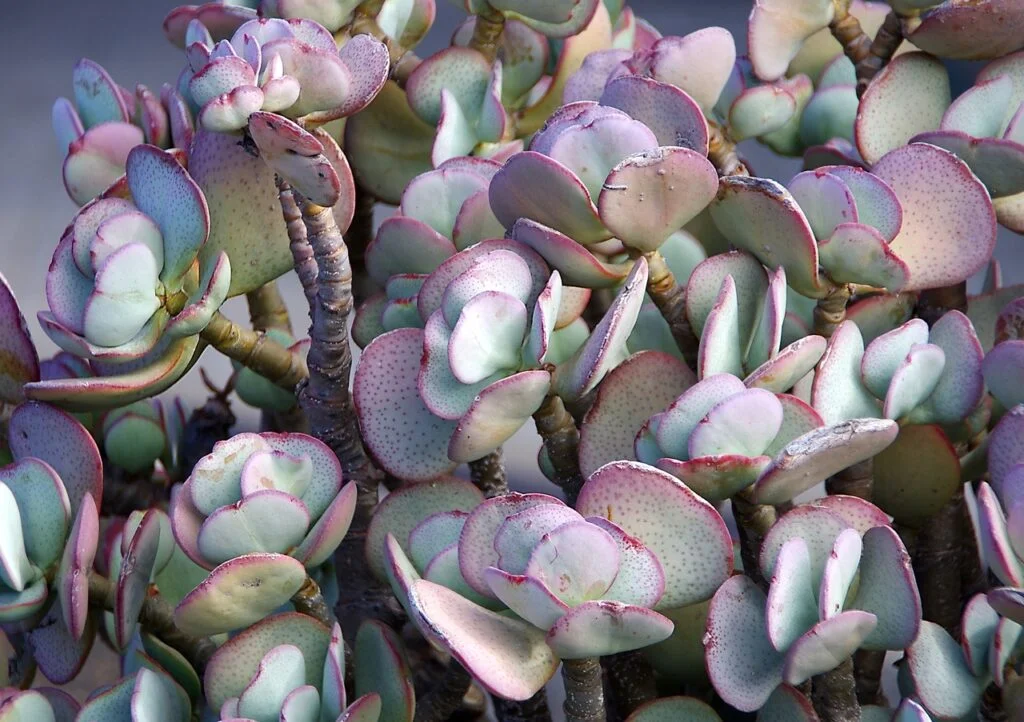 greasy plant, sedum, violet-3508909.jpg