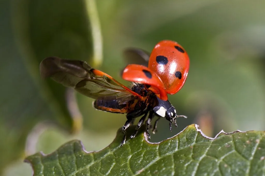 insect, ladybug, entomology-743562.jpg