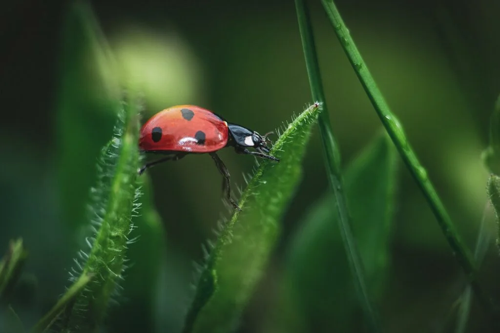 ladybug, nature, insect-7284337.jpg