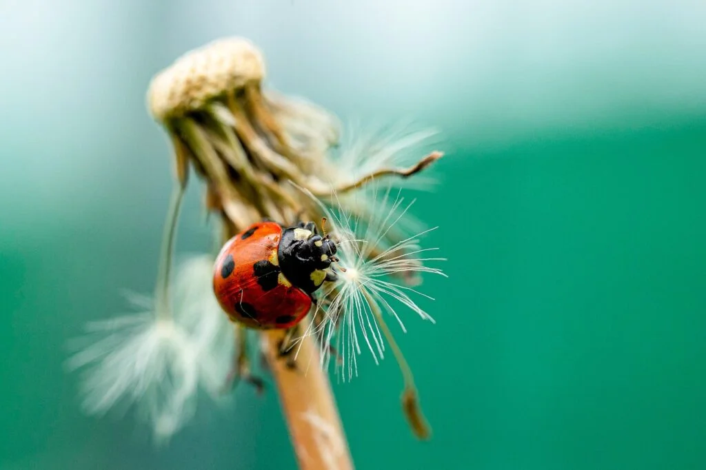 ladybug, spring, nature-5061921.jpg