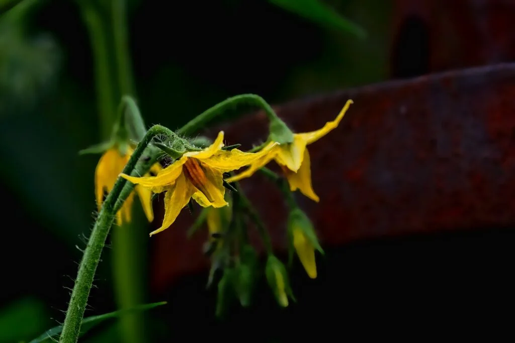 nature, plant, tomato plant flower