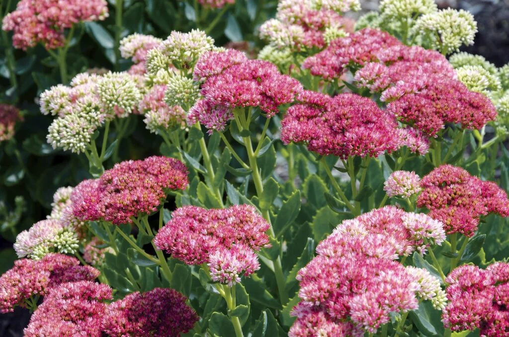 pink, sedum, blossoms-2678918.jpg