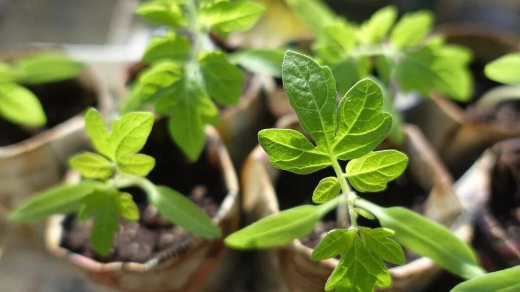 plants, seedling, Tomato Plant