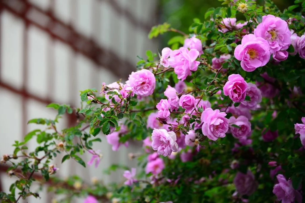 roses, rose bush, pink-5217070.jpg