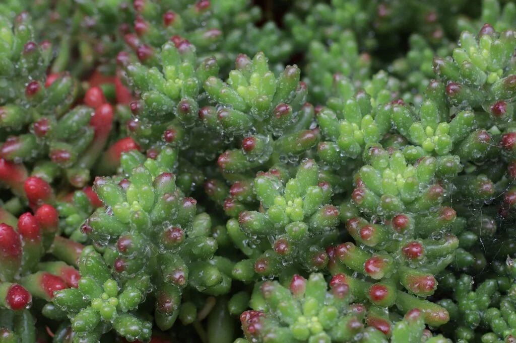 sedum red, rain, wet-4977978.jpg