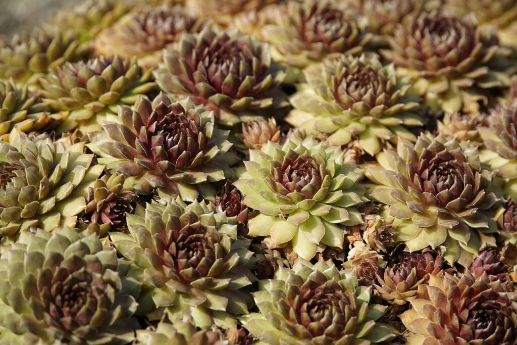 sedum, stonecrop, succulent-8306678.jpg