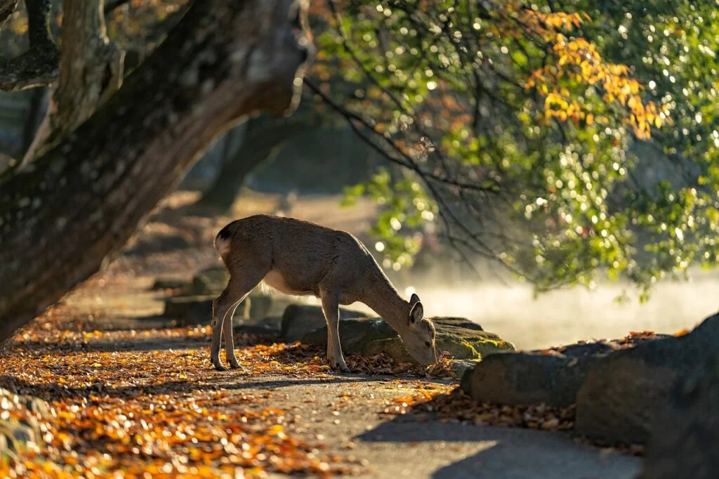 sika deer, nara park, deer-5772242.jpg