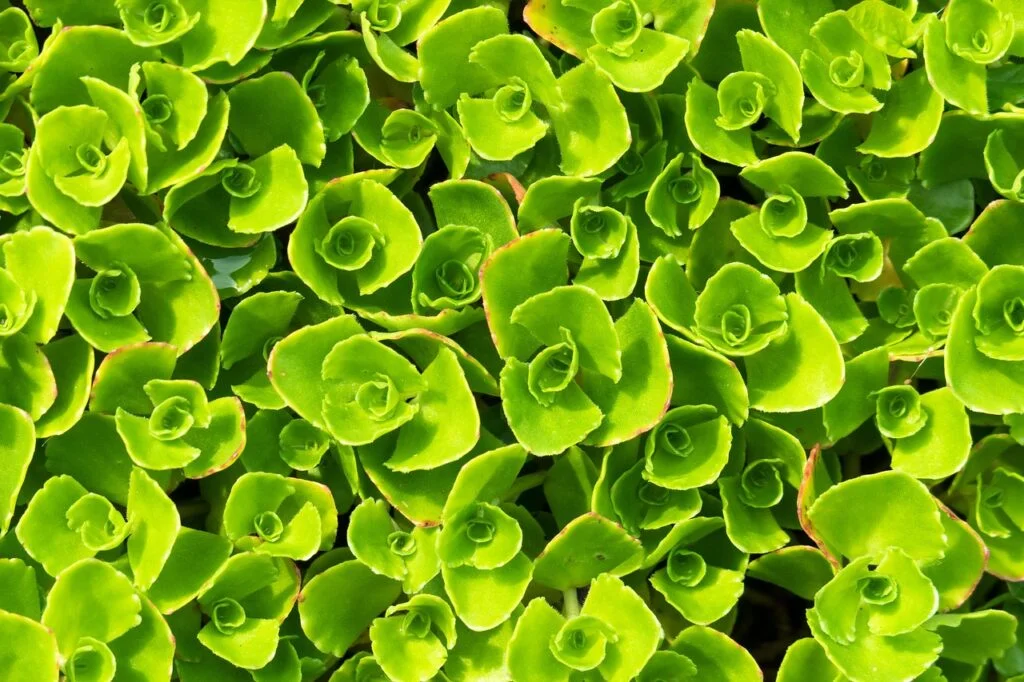 stonecrop, nature, carpet stonecrop-4231086.jpg