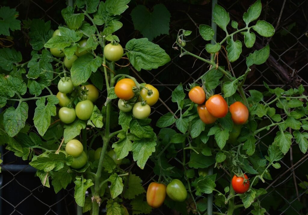 Tomato Plant, nature, vine tomatoes-1583145.jpg