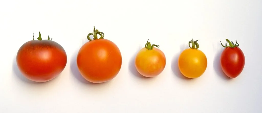 tomatoes, tomato varieties, types of tomatoes-1703968.jpg