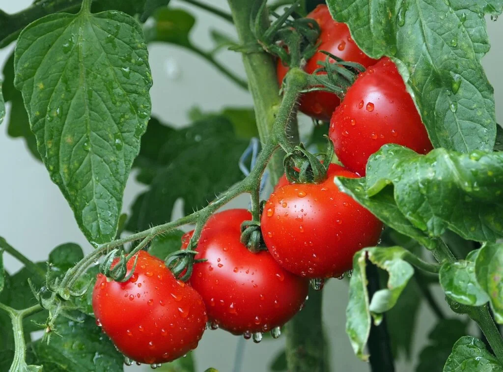 organic Tomato Plant