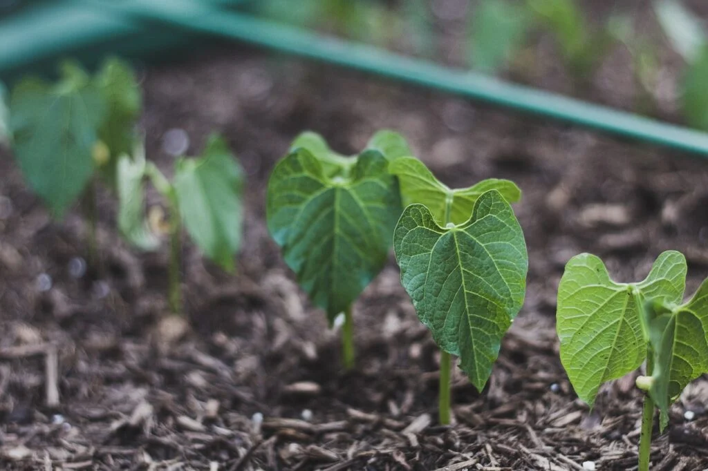 green bean seed, leaf, food-5466103.jpg