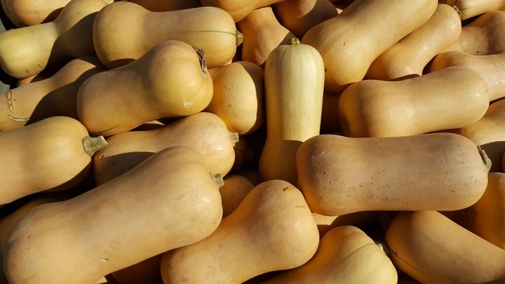 butternut, pumpkin, squash-2334941.jpg