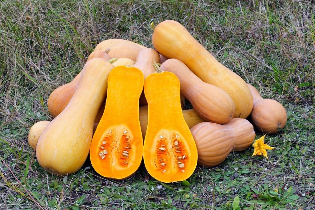 butternut squash, produce, gourd-109131.jpg