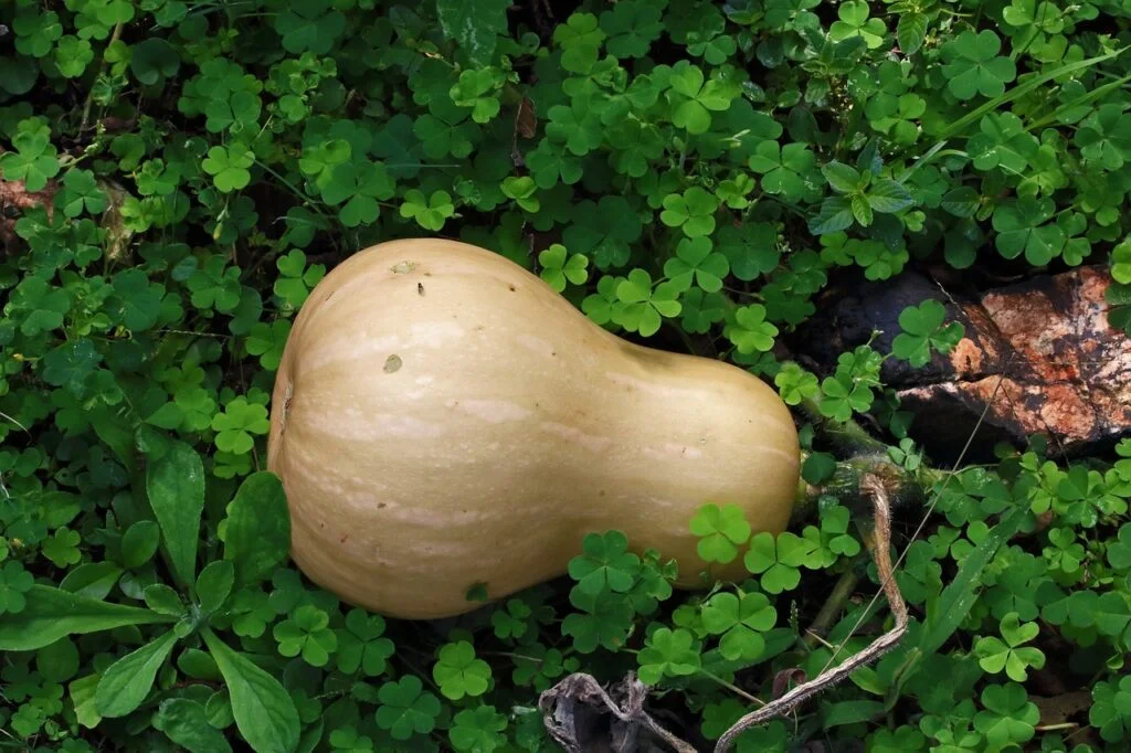 butternut squash, pumpkin, vegetable-7310489.jpg