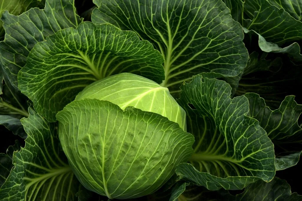 cabbage, nature, cultivation-3722498.jpg