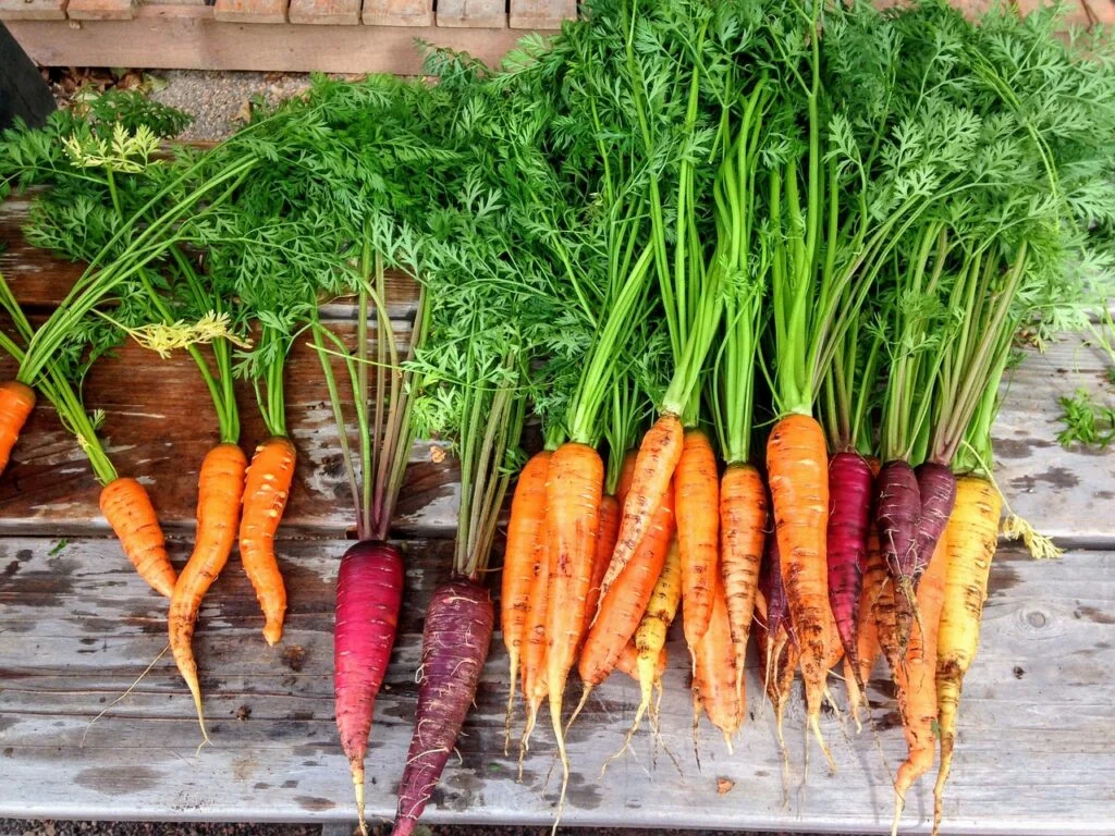 carrot, carrots, produce-2743498.jpg