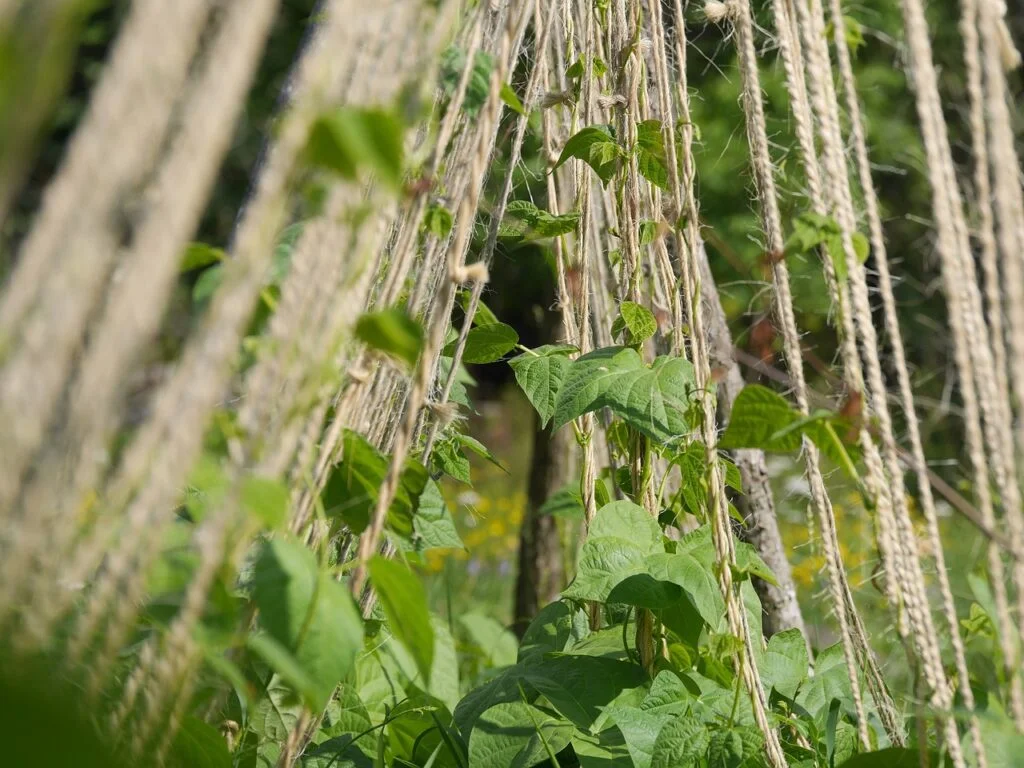 climbing plant, beans, twine-395923.jpg