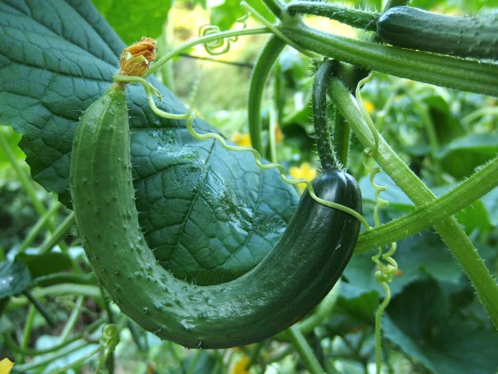 cucumber growing guide cucumber, bend, crane-1681504.jpg