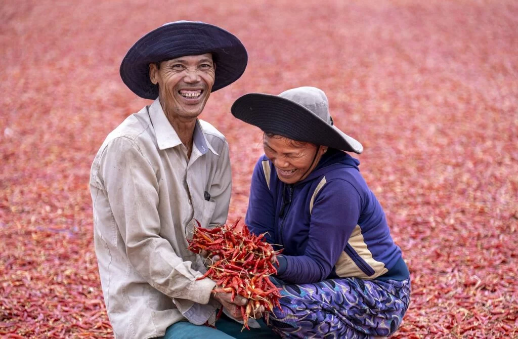 farmers-harvesting-chili-peppers-6530445 farmers, harvesting, chili peppers-6530445.jpg