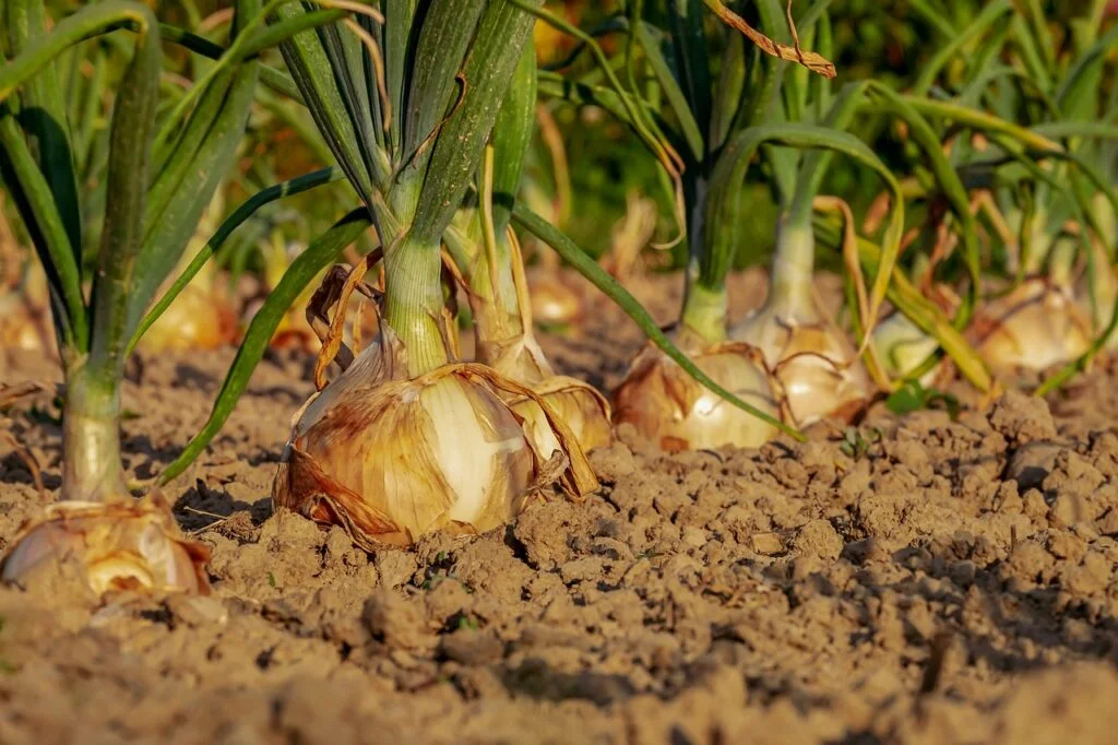 onion, fields, onion growing guide
