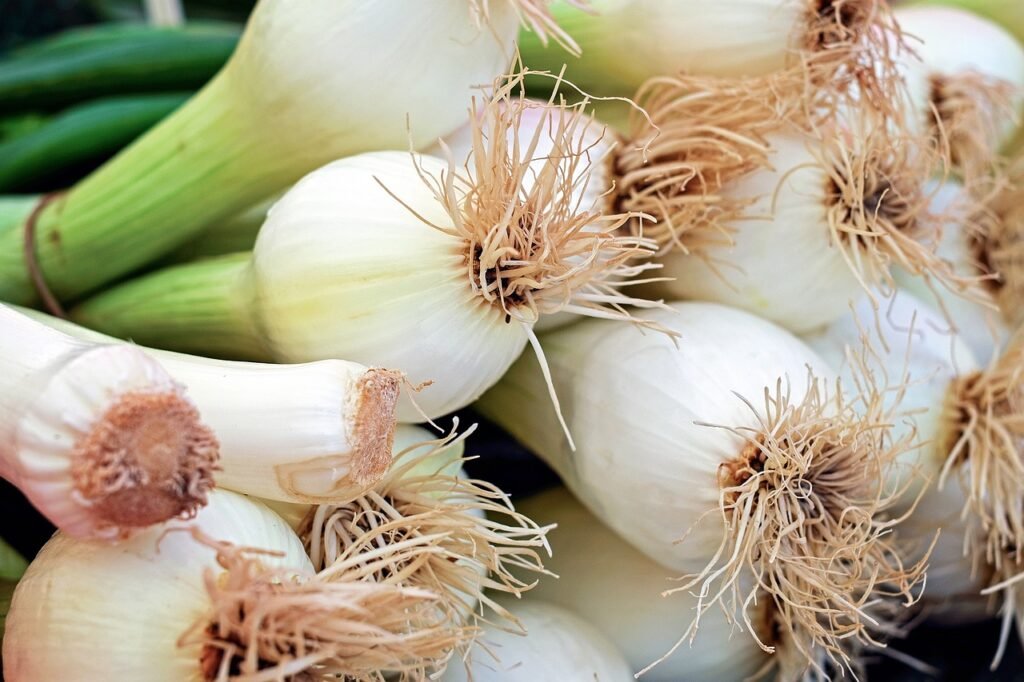 onion-spring-onion-early-onion-1415814 onion, spring onion, early onion-1415814.jpg
