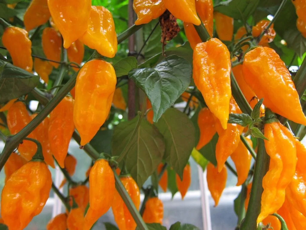 orange-food-chili-950184 orange, food, chili-950184.jpg