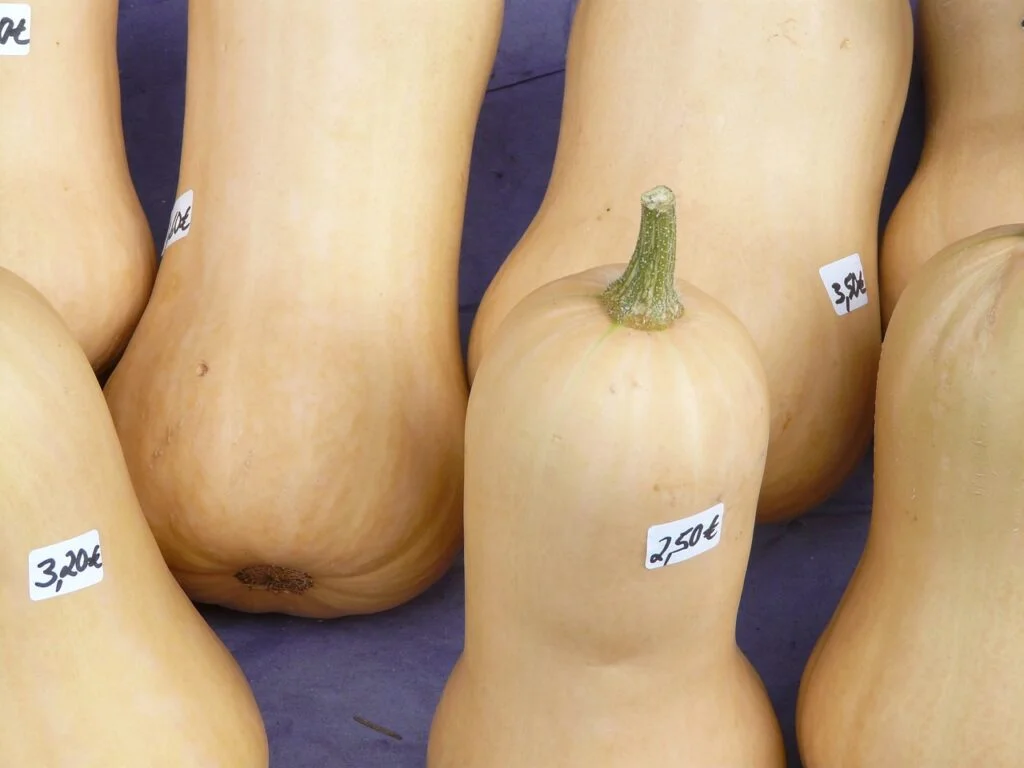 pumpkin, sale, pear gourd-59924.jpg