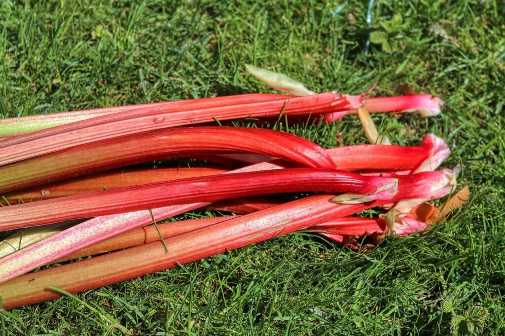 The Rhubarb Growing Guide - From Seed To Harvest To Health