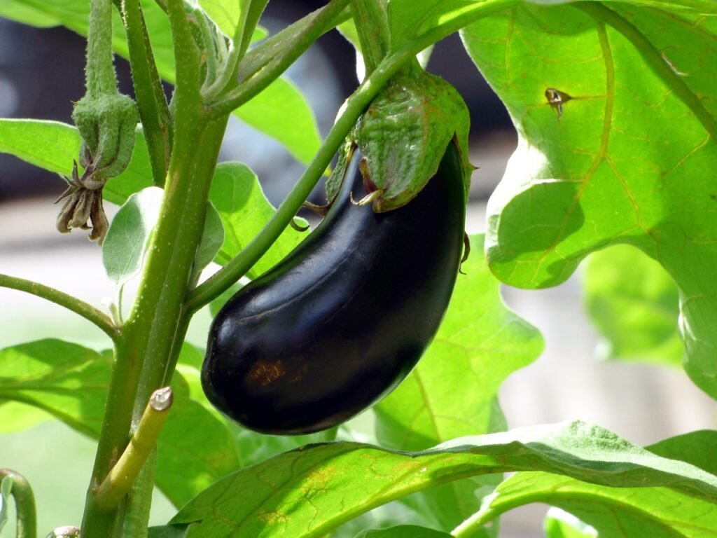 vegetable-aubergine-food-2584412 vegetable, aubergine, food-2584412.jpg