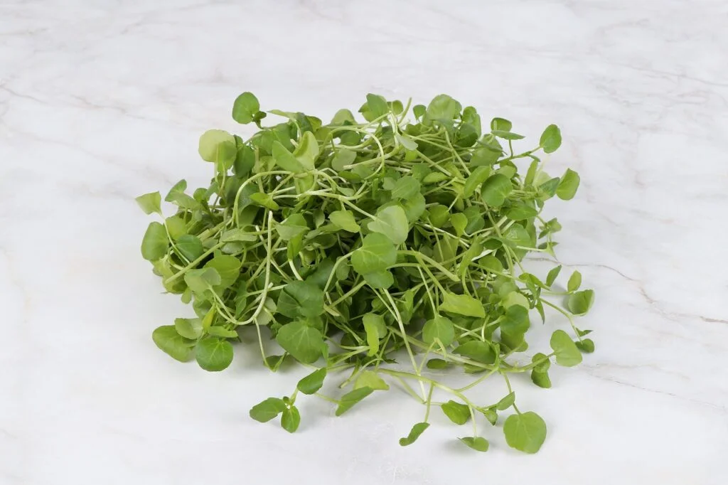 watercress, crazy la, cresson-4153775.jpg