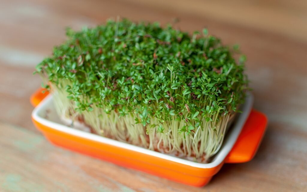 watercress-plant-food-4047508 watercress, plant, food-4047508.jpg