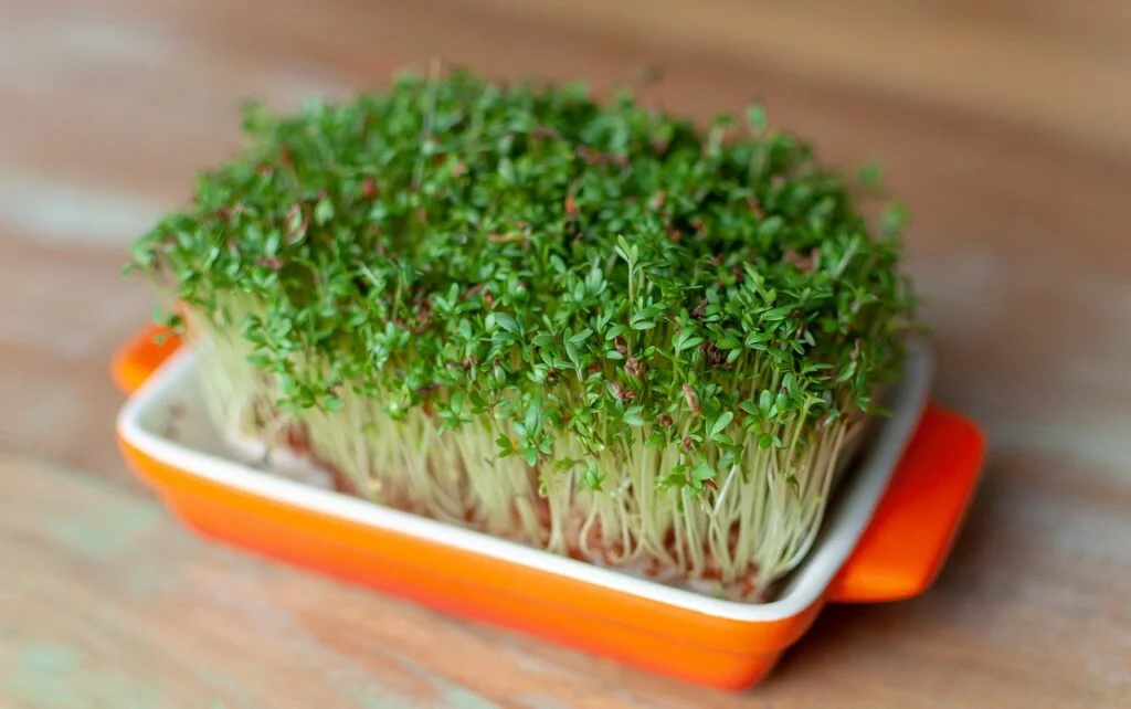 watercress, plant, food-4047508.jpg