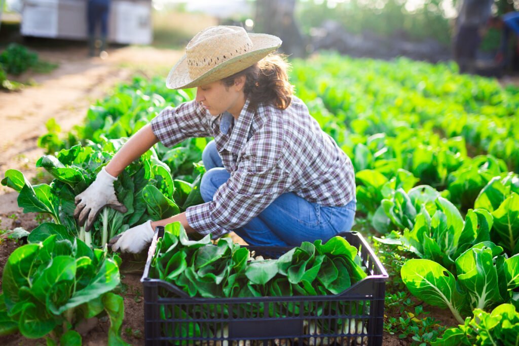 bok chow growing guide