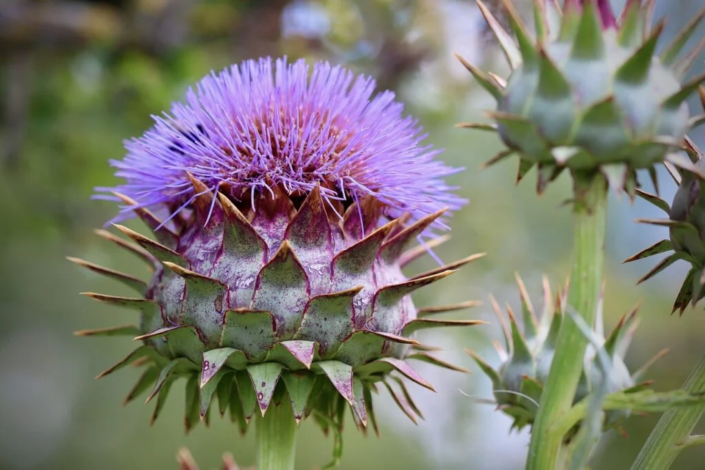 artichoke, cynara cardunculus, blossom-5404499.jpg