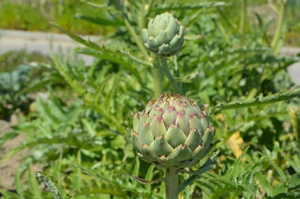 artichoke, green, vegetable-2417833.jpg