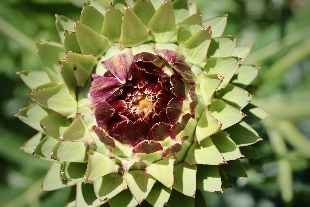 artichoke, vegetables, food-7298860.jpg