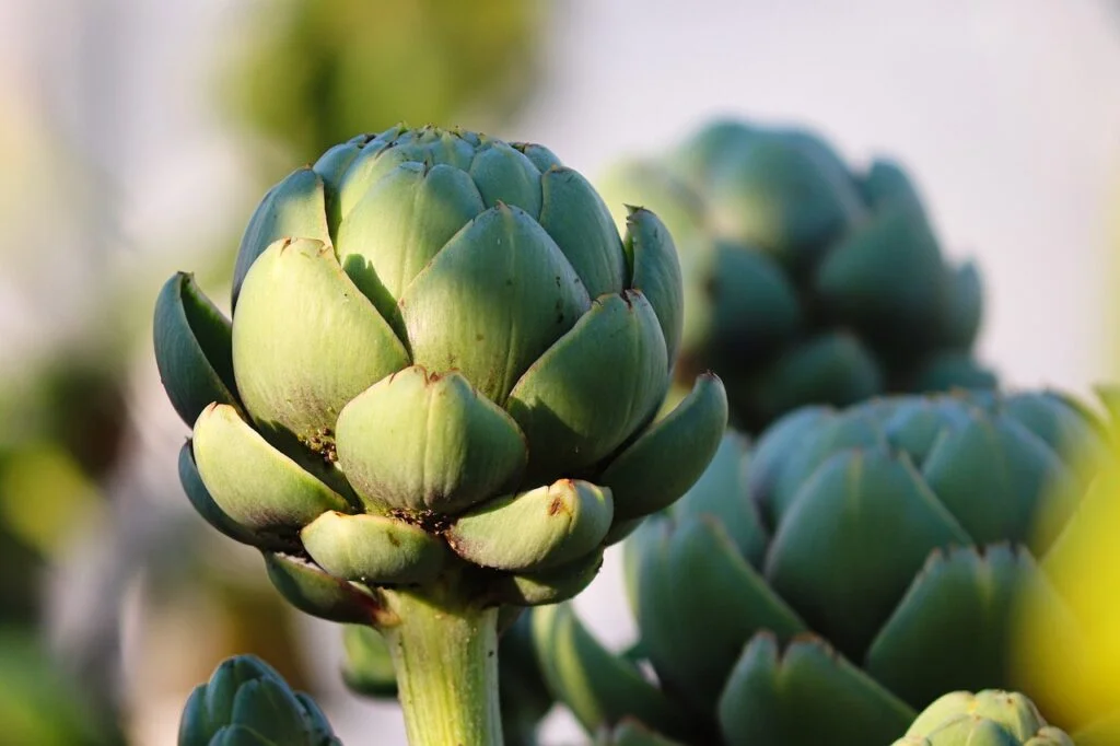 artichoke, vegetables, food-7456876.jpg