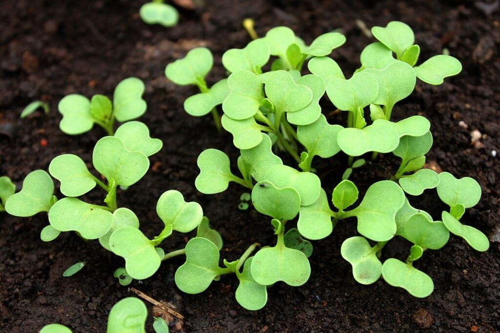 bok-choy-growing-planting-vegetable-2081445 bok choy growing, planting, vegetable-2081445.jpg