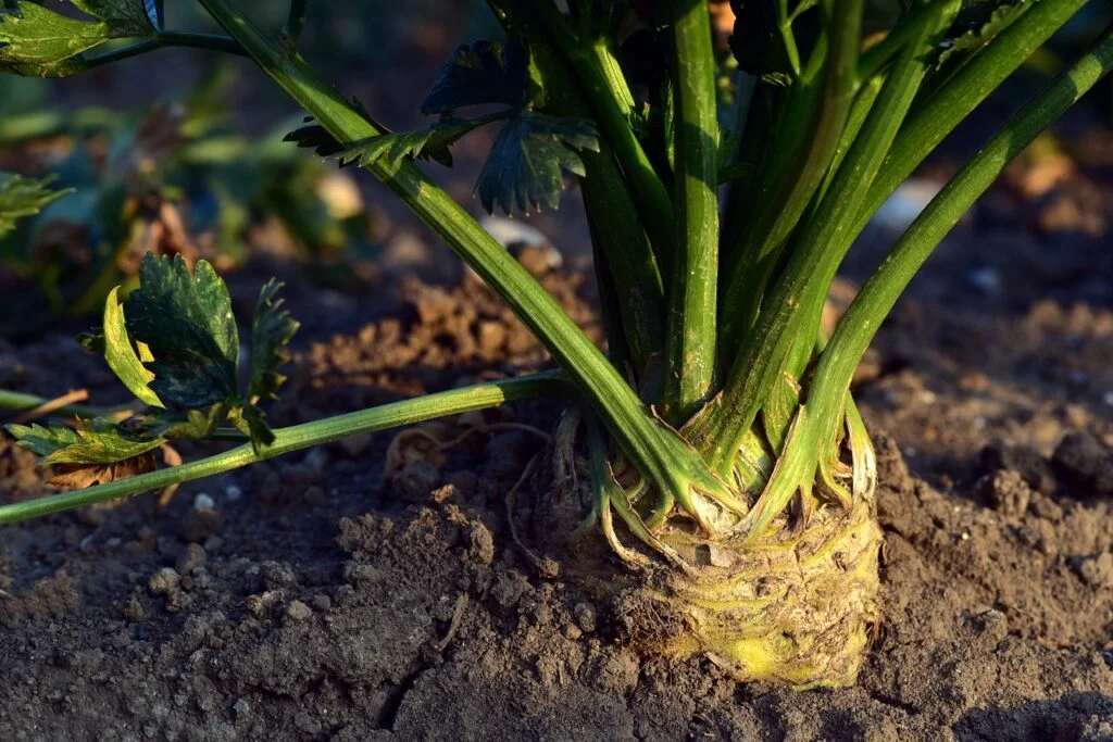 celery-plant-celery-plant-3654966 celery, plant, celery plant-3654966.jpg