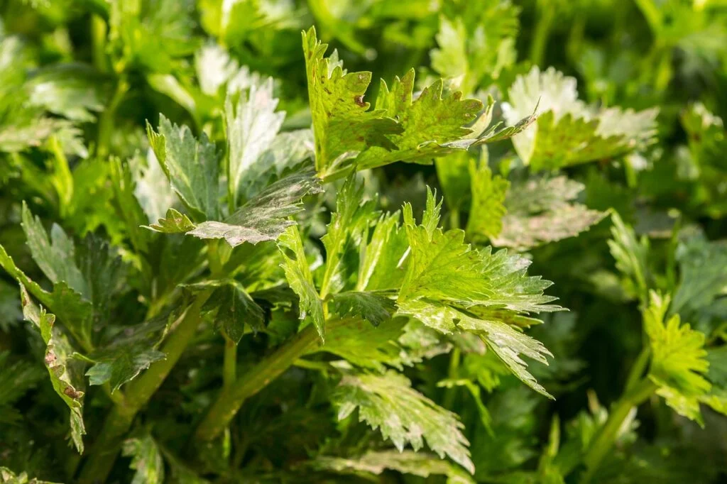 celery-vegetable-agriculture-753293 celery, vegetable, agriculture-753293.jpg